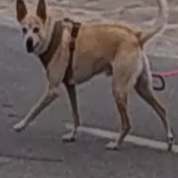 This dog has questions.