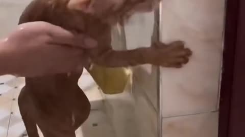 Cats shower