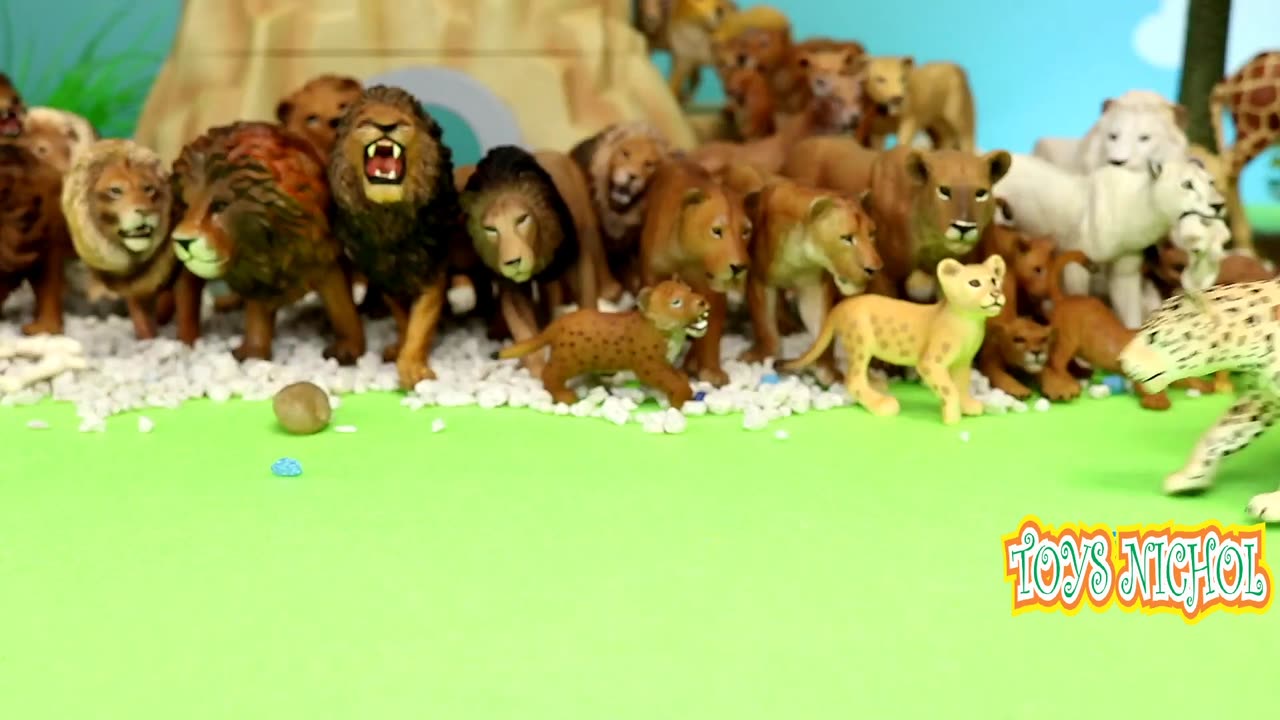 Five Hippos Diving in Deep River to be Safe from Crocodiles