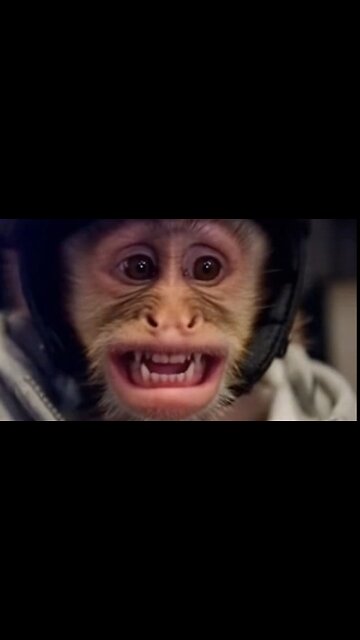 Sora 2 just ended Monkey’s career RT if you’ve been pulled over! #viral #monkey #sora2