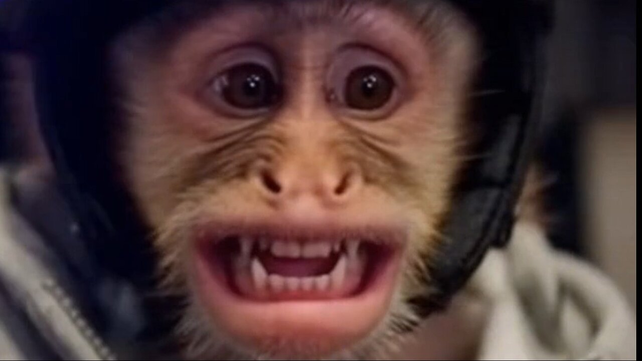 Sora 2 just ended Monkey’s career RT if you’ve been pulled over! #viral #monkey #sora2