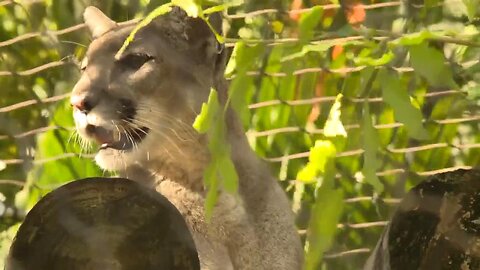 Save the Florida Panther Day encourages, celebrates local conservation efforts