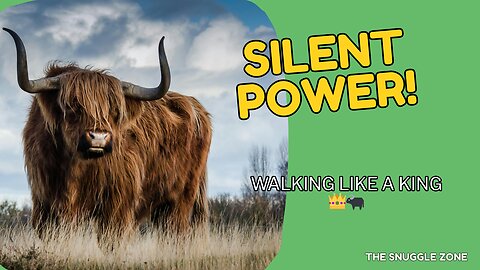 SLOW AND POWERFUL 🐃💥 | Highland Bull Walks in Style