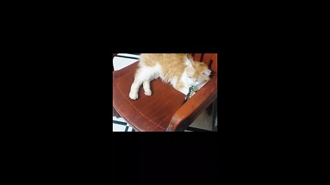 ​🤯 LOL! मेरी बिल्ली ऐसे सोती है? (You Won't Believe This Cat)