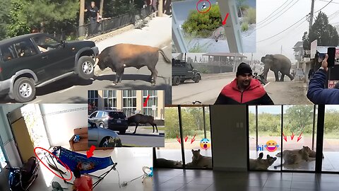 You Won’t Believe Where These Wild Animals Showed Up | Caught on Camera! 🐻📹