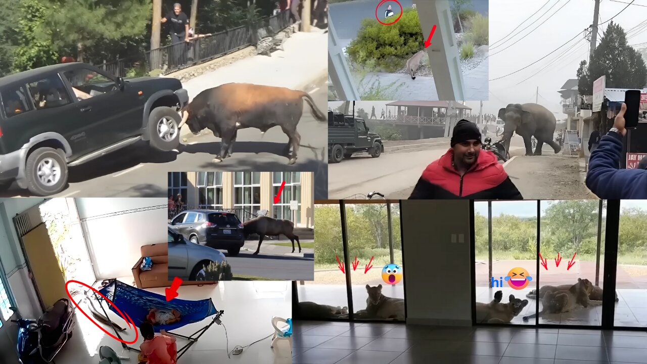 You Won’t Believe Where These Wild Animals Showed Up | Caught on Camera! 🐻📹