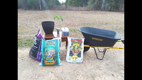 Transplanting Our Fig Cuttings 2/13/26
