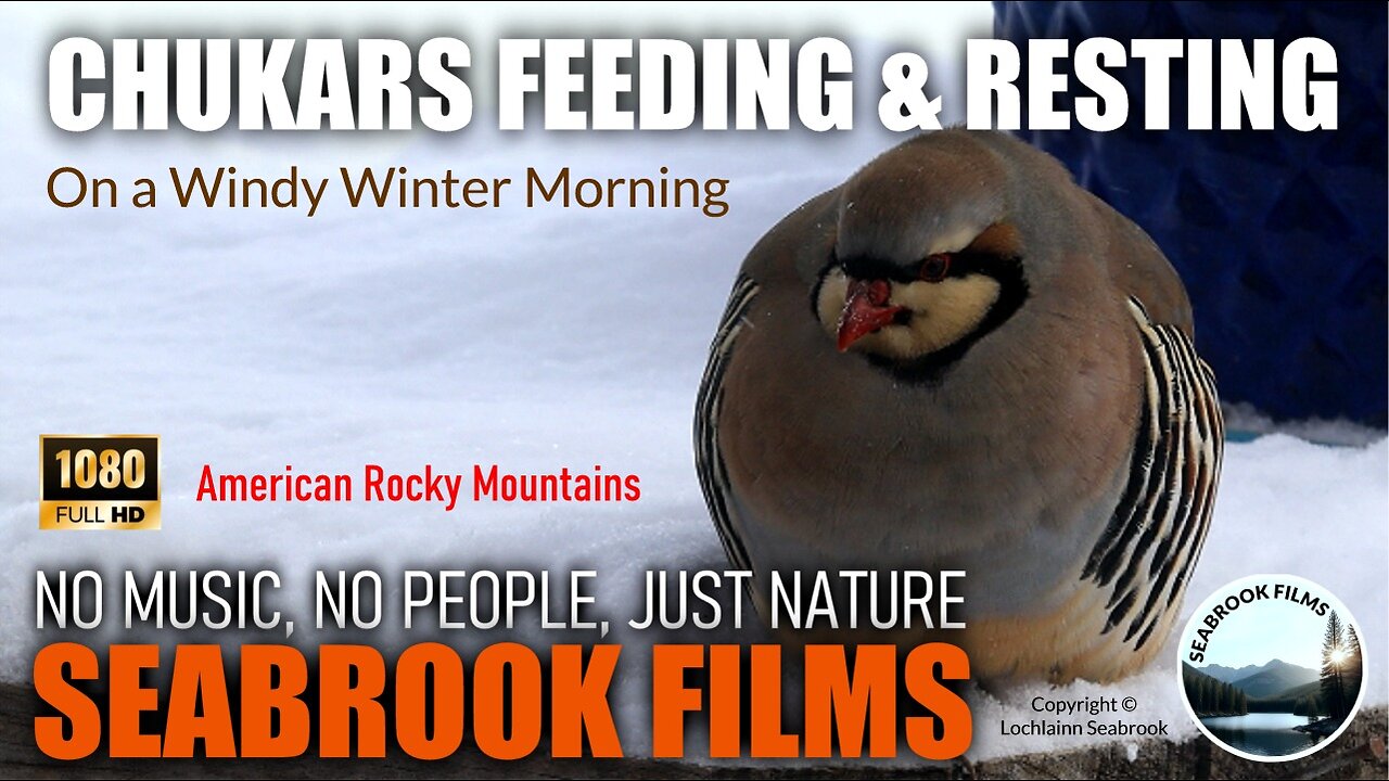 Chukars Feeding and Resting in the Snow