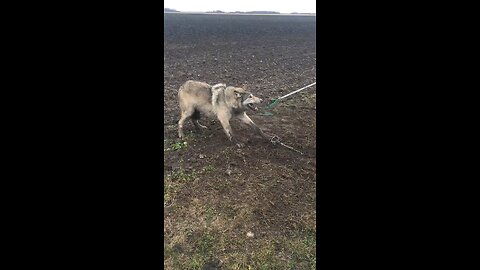 wolf in trapped