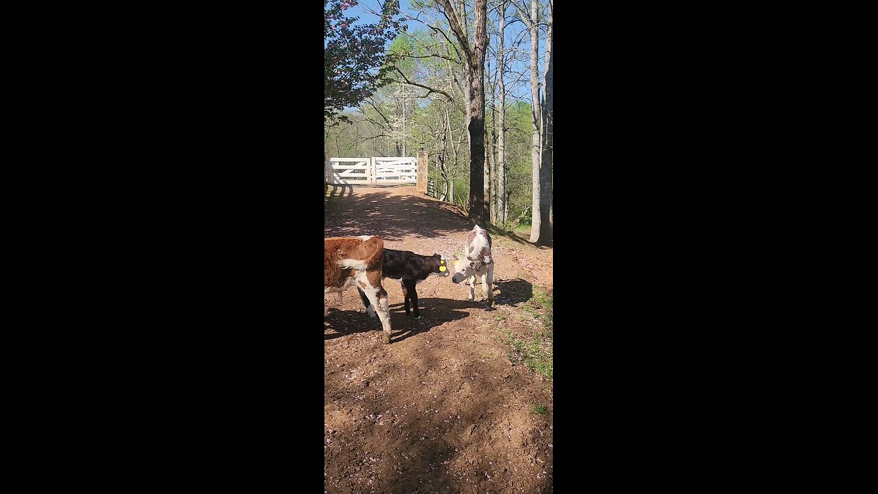 Shorthorn Plus calves 2025.