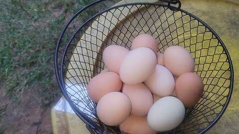 Treating chickens feet injuries. Rotating my stored fuel.