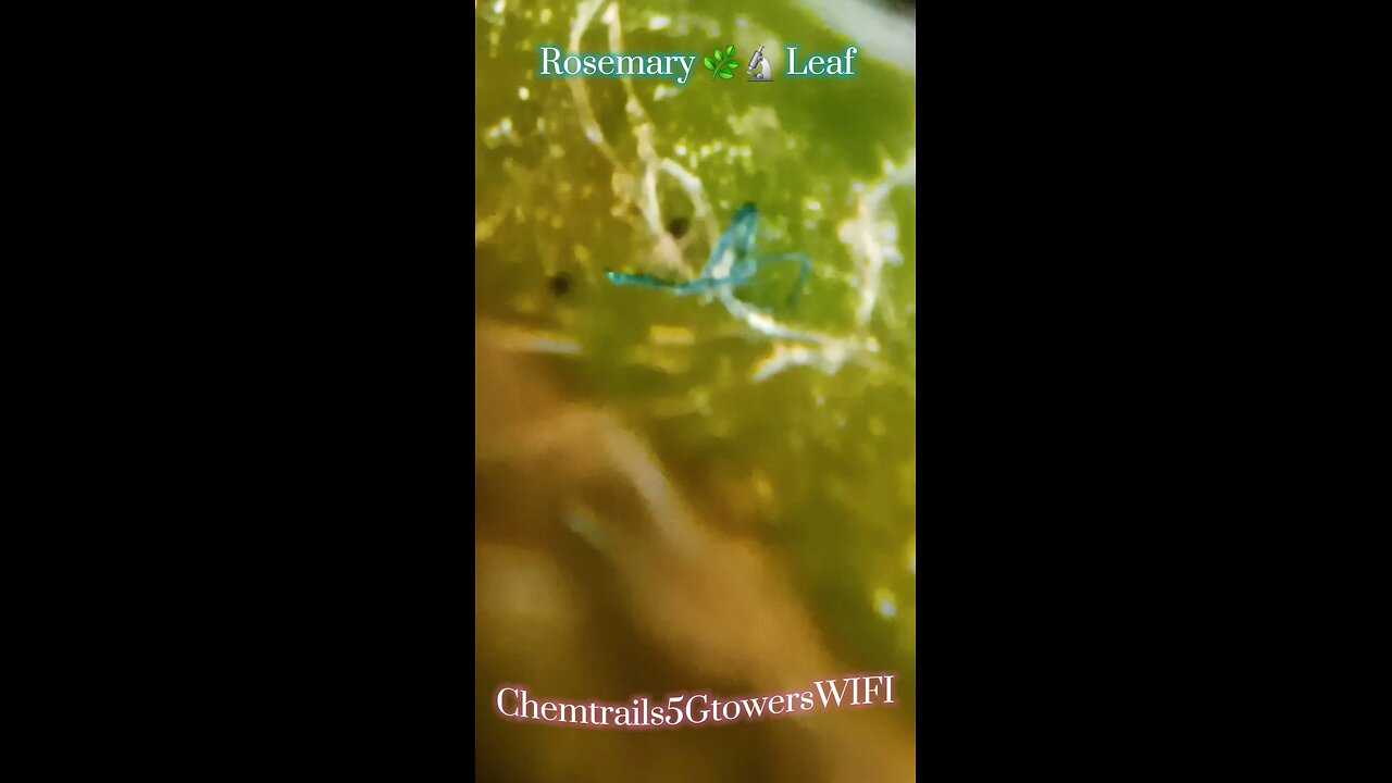 Rosemary 🌿 Leaf Inspection