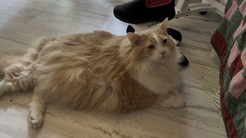 The Slipper Thief