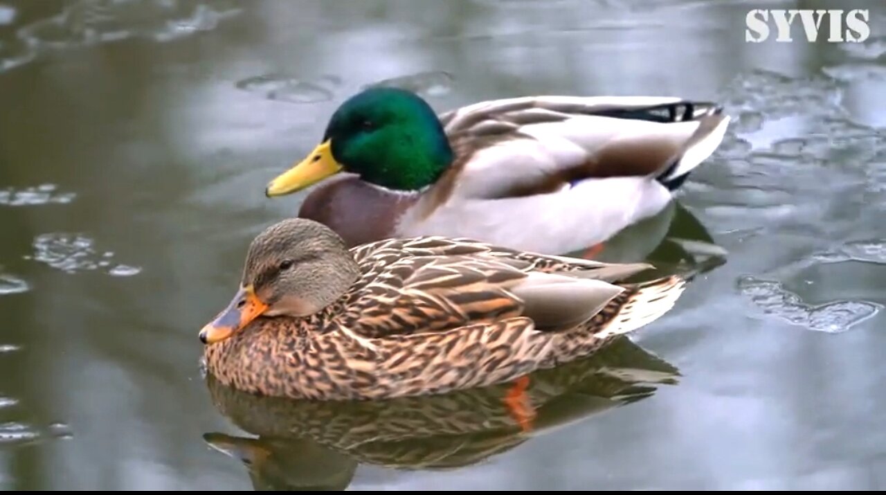 GOD'S PURPOSE IN DIFFICULT TIMES - DAILY DEVOTIONAL POSITIVITY ❤️