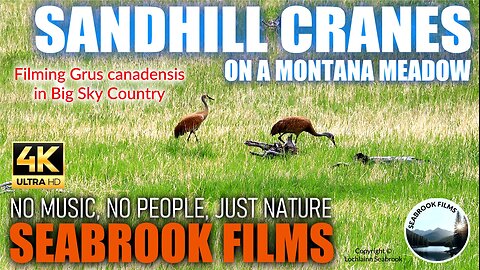 Sandhill Cranes on a Montana Meadow: Filming Grus canadensis in Big Sky Country