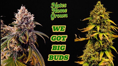 I've Got Big Buds, You got Big Buds, We Got Big Buds!