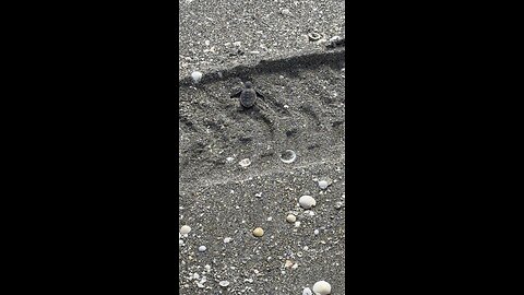 Baby Green Sea Turtle’s Riveting Journey To Ocean PT 1! | 4K