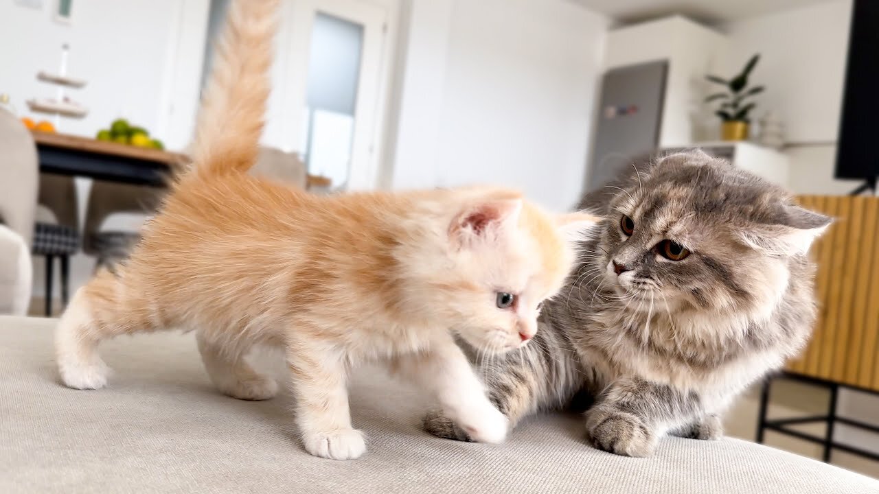 Funny Kitten Reaction to Baby Kitten [Simba sees him for the First Time]