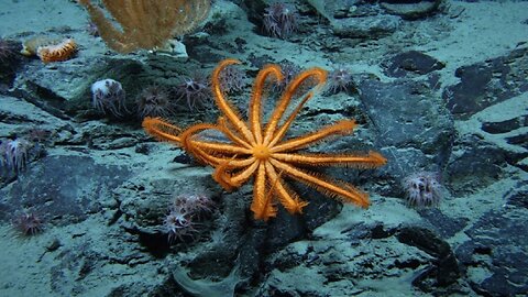 Big US Cities Are Sinking - Humans Have Never Seen 99.999% Of The Seafloor - Free Starlink Now