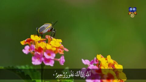 Beautiful recitation of Quran