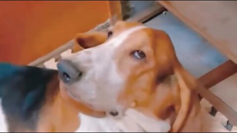 Dog's hilarious reaction to baby crying