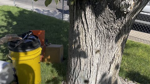 Dying tree bee removal