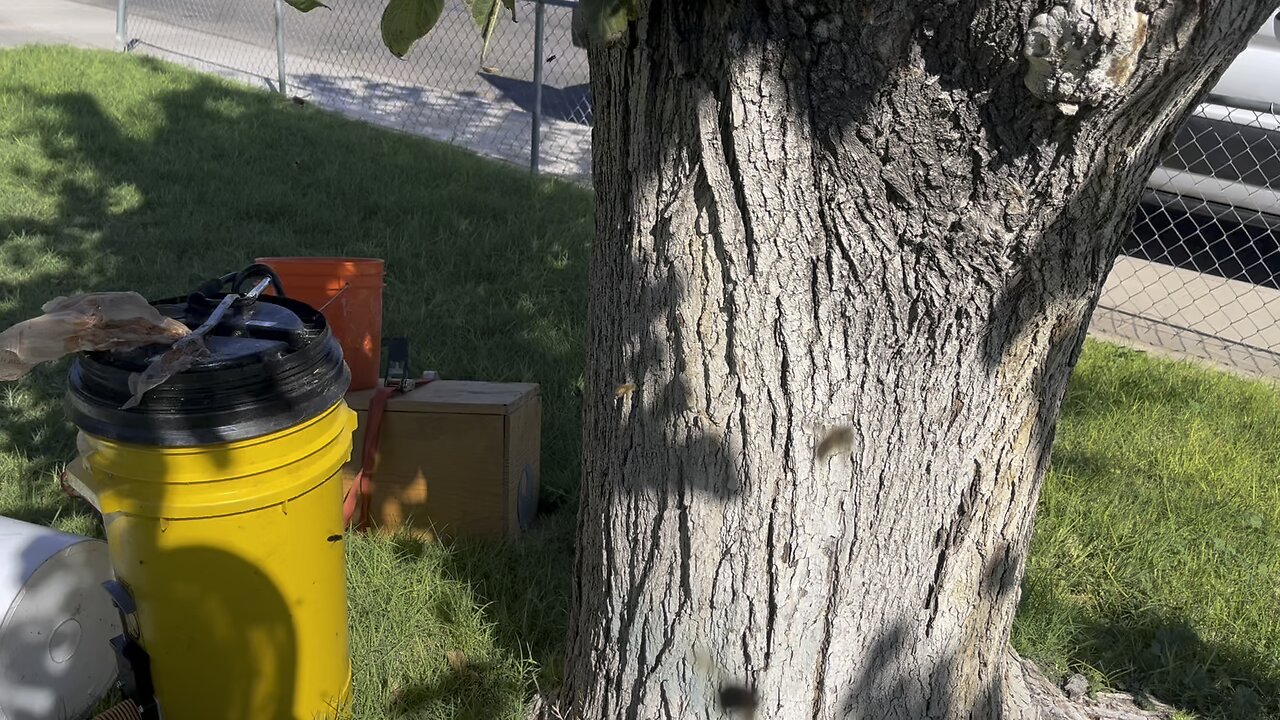 Dying tree bee removal