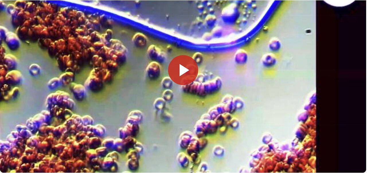 "Unveiling the Impact of Ultraviolet Pulse on the Blood of Vaccinated Individuals"