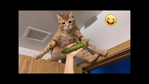 The Funniest Animal Videos of 2025 😁 😁Funny Dogs and Cats Make You Unable To Stop Laughing😻🐶