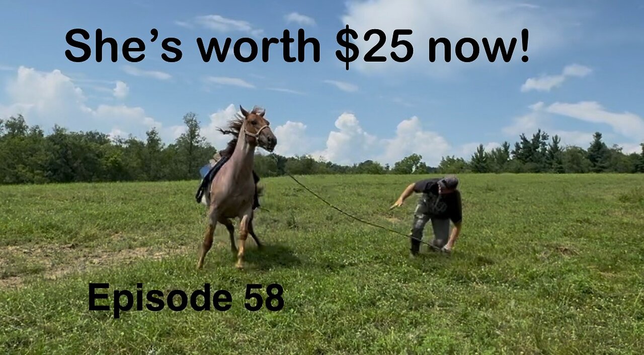 First Time Saddling Our 2-Year-Old Colts