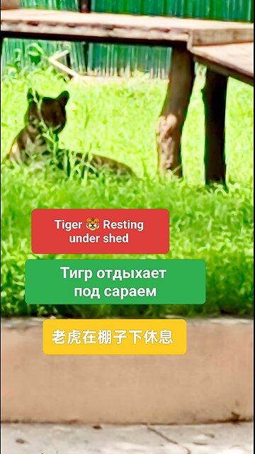 A symbol of wild strength and serene beauty. #ViralNature #ExploreWithMe