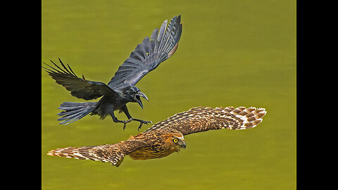 О светлом будущем бангладешцев в Украине 28 09 2025 / Bright Future of Bangladesh People in Ukraine