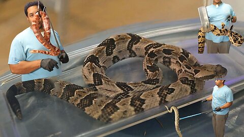 Highly Venomous Snakes Needs A Good Cleaning!