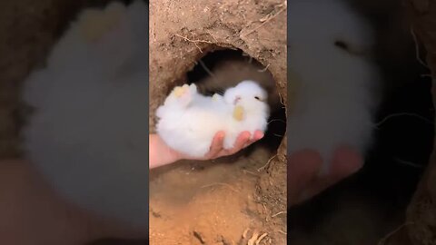 Caught a little rabbit cute pet debut plan rabbit rural cute pet