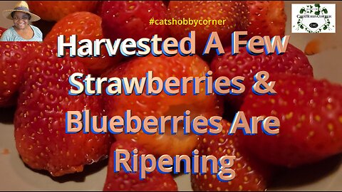 Harvested A Few Strawberries & Blueberries Are Ripening - #catshobbycorner #strawberry