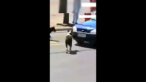 cute and funny animals