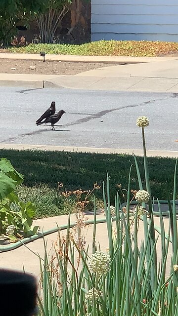 Baby Crow learning how to eat