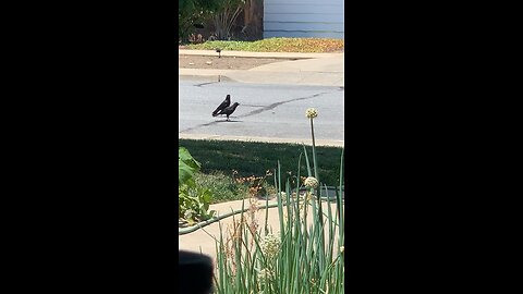 Baby Crow learning how to eat