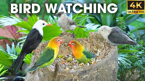 Relaxing Bird And Squirrel Video To Keep Your Cat Entertained For Hours - Video For Cats