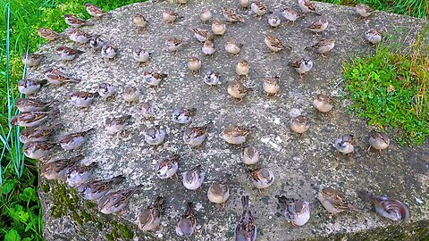 Gathering of My House Sparrow Followers on a Stone Table