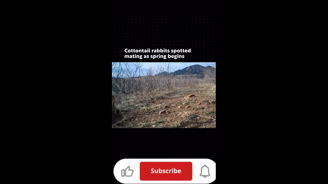 cottontail rabbits spotted mating as