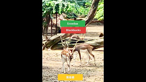 A symbol of agility and beauty in India’s wild landscapes. #IndianAntelope #WildlifeIndia