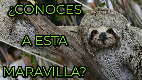 LO QUE NO SABÍAS DEL OSO PEREZOSO-The True Threat to Sloths Isn’t Nature… It’s Us