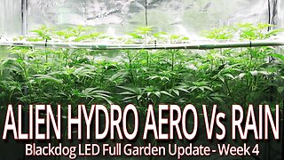 Alien Hydro Aero Vs Rain Week 4, Blackdog LED Full Garden Update