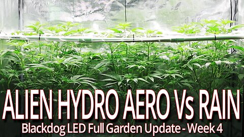 Alien Hydro Aero Vs Rain Week 4, Blackdog LED Full Garden Update