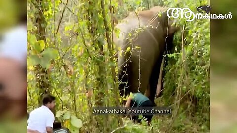 ലോറിയിൽ നിന്നും ഇറങ്ങി ഓടിയ ആനയെ തളച്ചു _ Elephant ran from truck