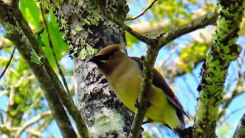 Cedar Waxwing