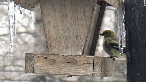 Finch