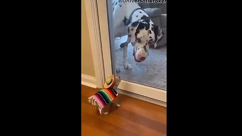 Small.... BUT with a BIG Attitude!