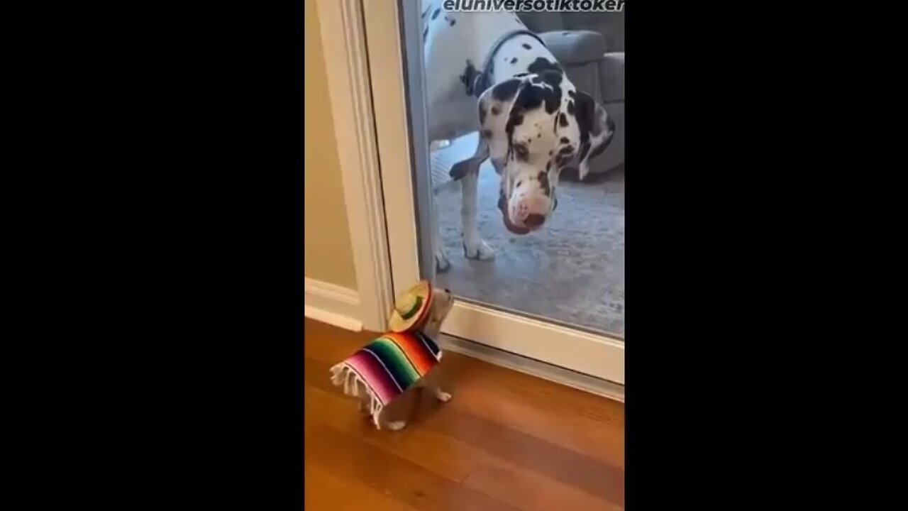 Small.... BUT with a BIG Attitude!